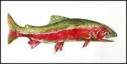 Rainbow Trout